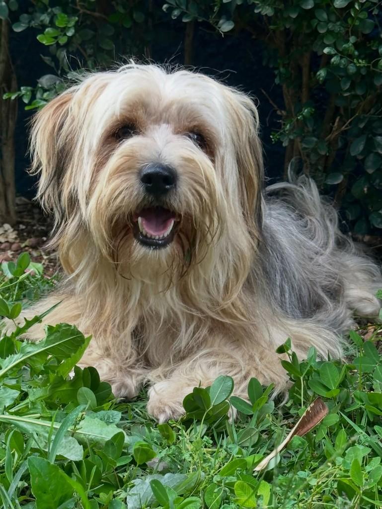Toby, cachorro para adoção em São Paulo - SP — foto 5 de 7