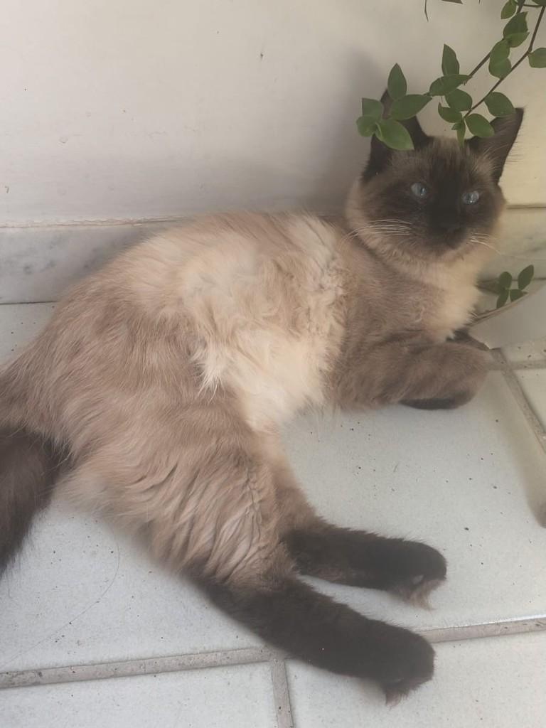 Tito, gato de porte pequeno para adoção em São Paulo - SP