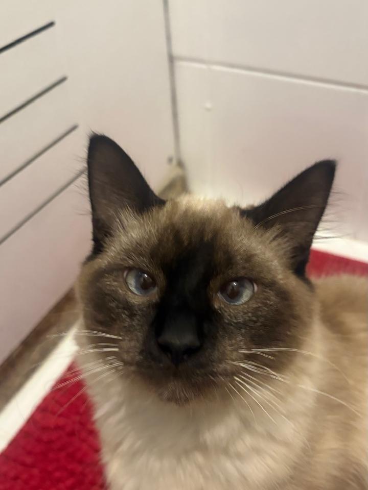 Tito, gato de porte pequeno para adoção em São Paulo - SP — foto 2 de 4