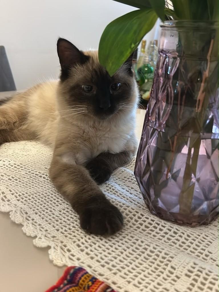 Tito, gato de porte pequeno para adoção em São Paulo - SP — foto 3 de 4