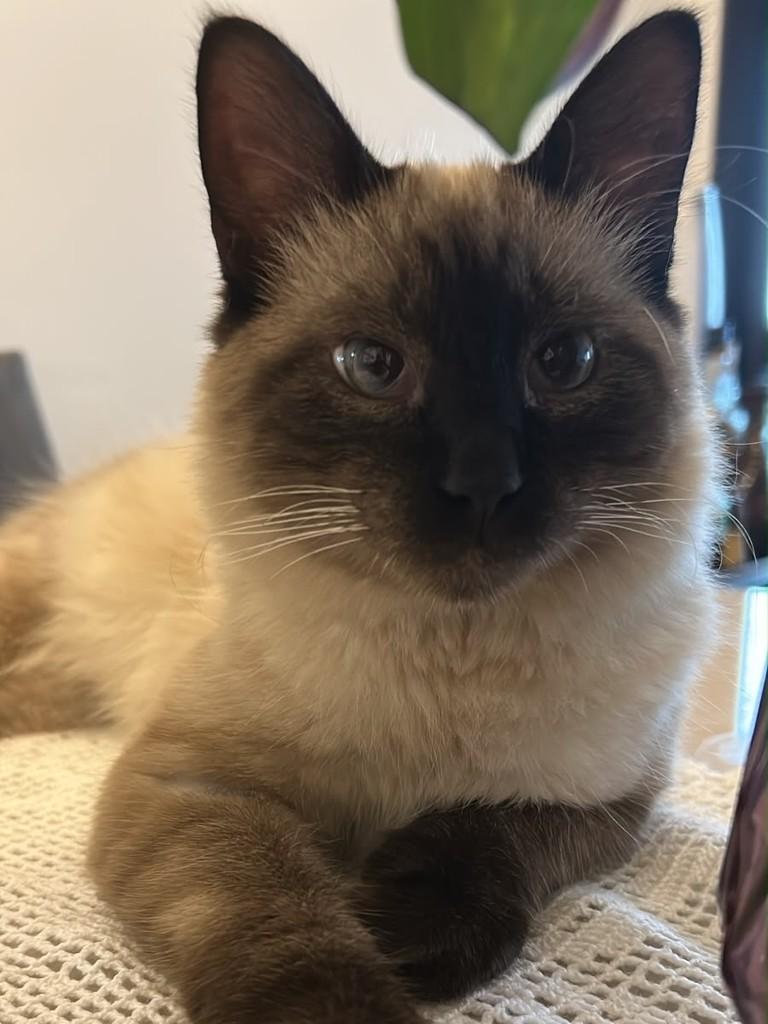Tito, gato de porte pequeno para adoção em São Paulo - SP — foto 4 de 4