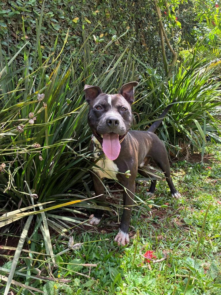 Zeca, cachorro de porte médio para adoção em São Paulo - SP