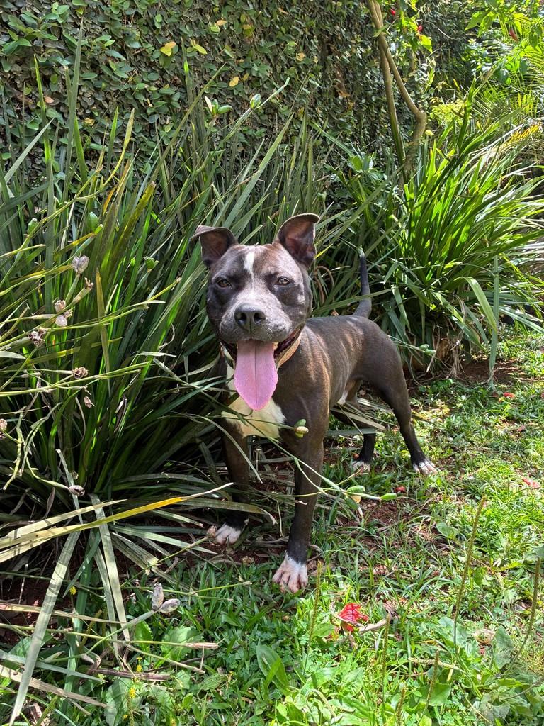 Zeca, cachorro de porte médio para adoção em São Paulo - SP — foto 2 de 4