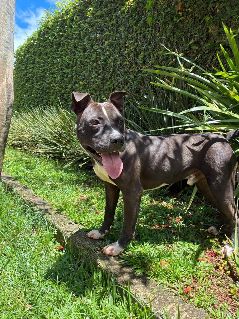 Zeca, cachorro de porte médio para adoção em São Paulo - SP — foto 3 de 4