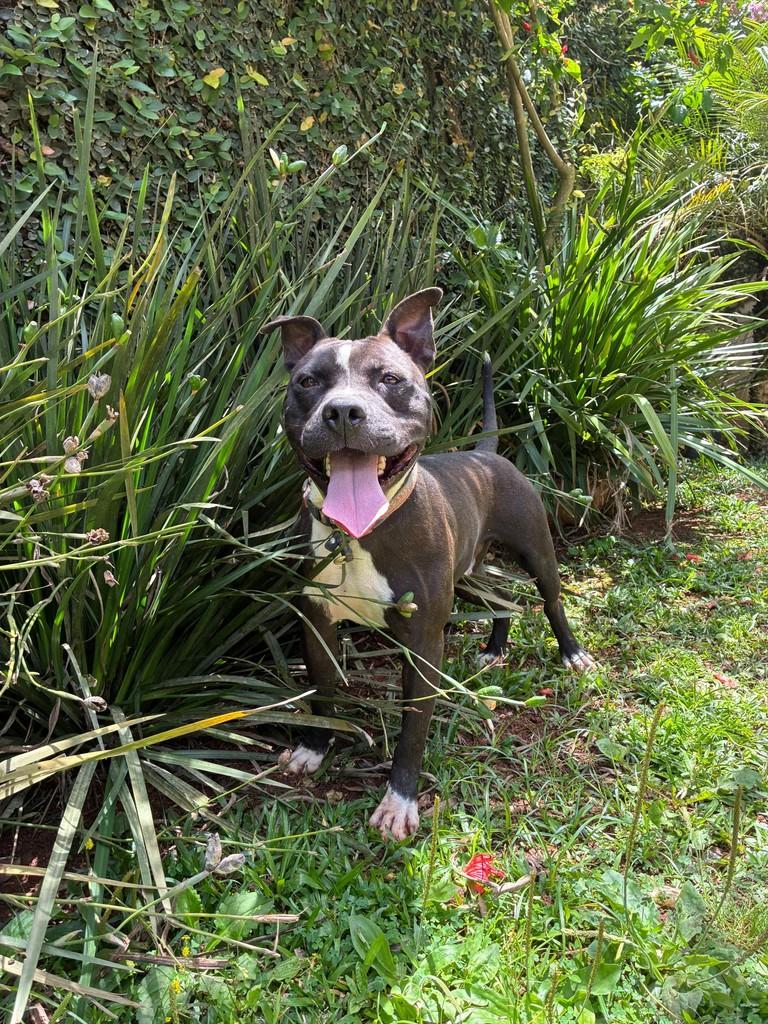 Zeca, cachorro de porte médio para adoção em São Paulo - SP — foto 4 de 4