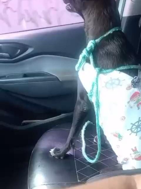 Pretinha, cadela de porte pequeno para adoção em Aracaju - SE
