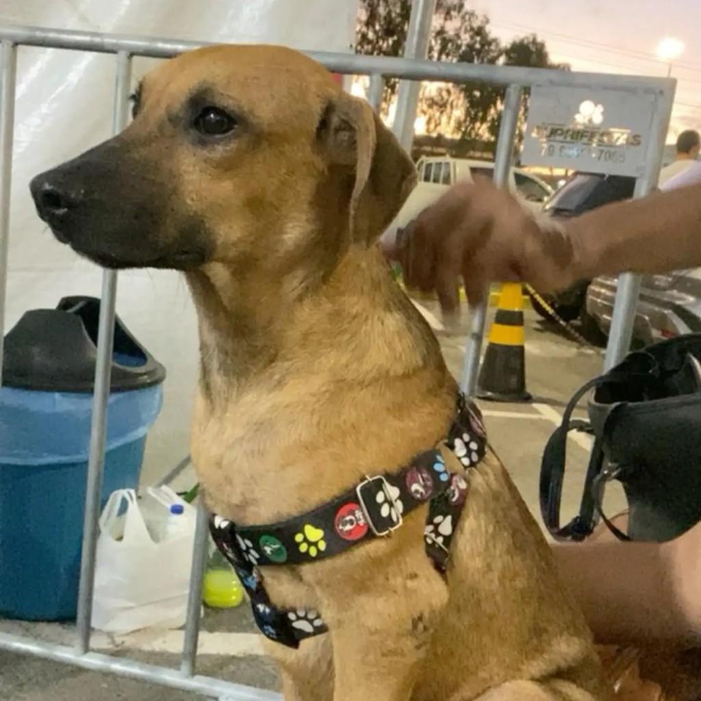 Juliano, cachorro de porte médio para adoção em Aracaju - SE