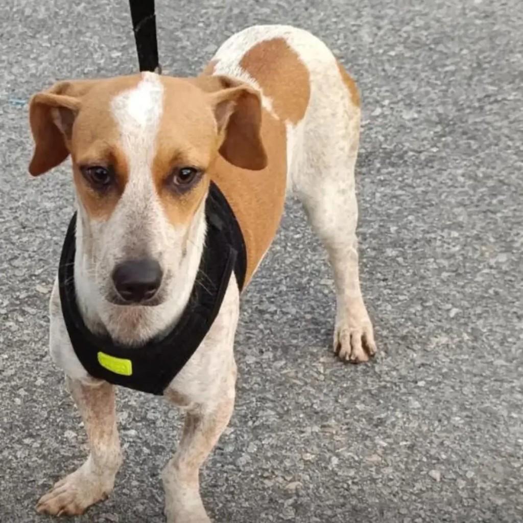 Cristal, cachorro de porte pequeno para adoção em Aracaju - SE