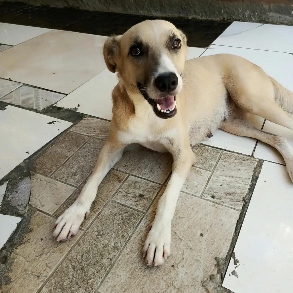 Havana, cadela de porte médio para adoção em Aracaju - SE