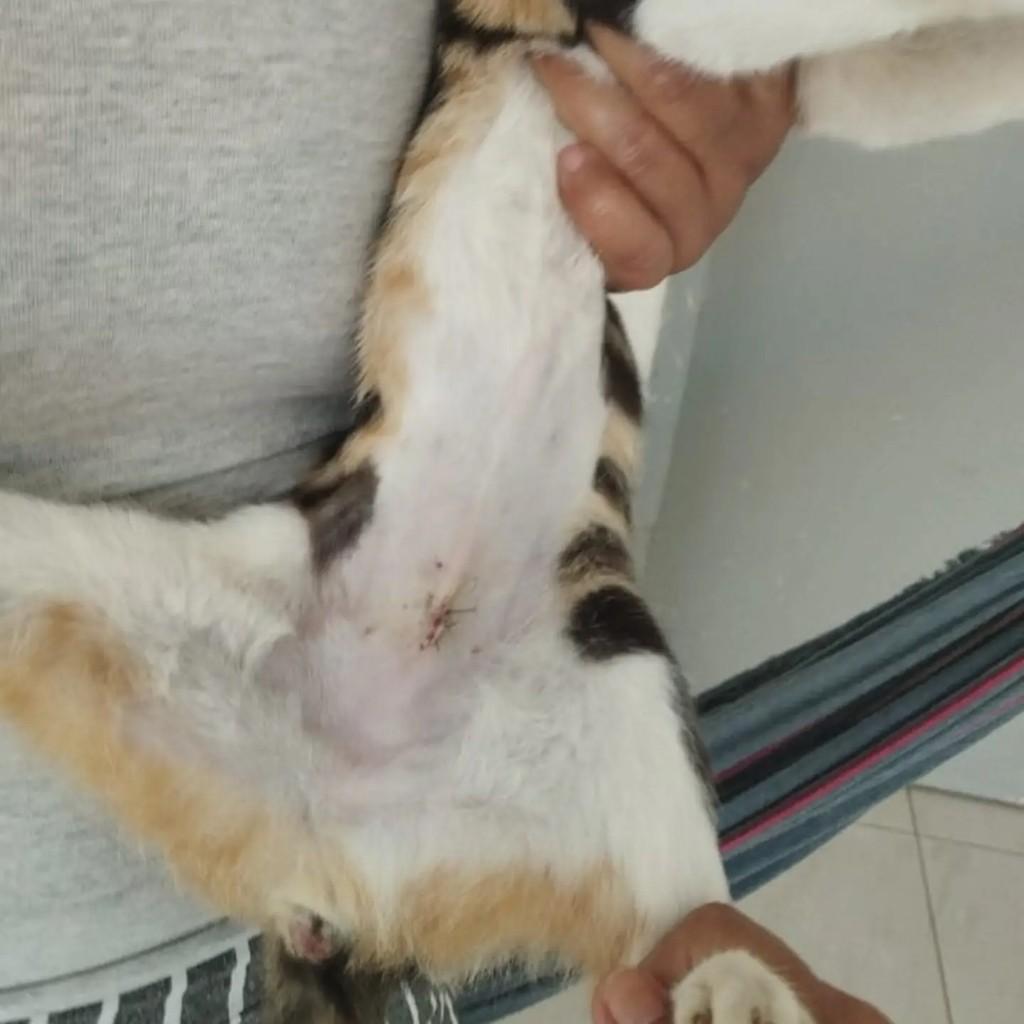 Tricolor, gato de porte pequeno para adoção em Aracaju - SE