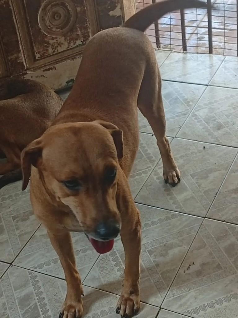 Verinha, cachorro de porte médio para adoção em Aracaju - SE