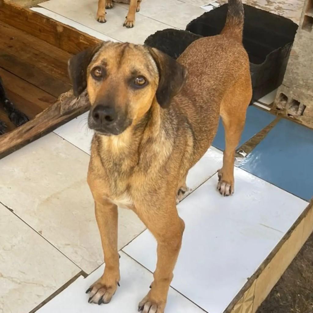 Dunga, cachorro de porte médio para adoção em Aracaju - SE