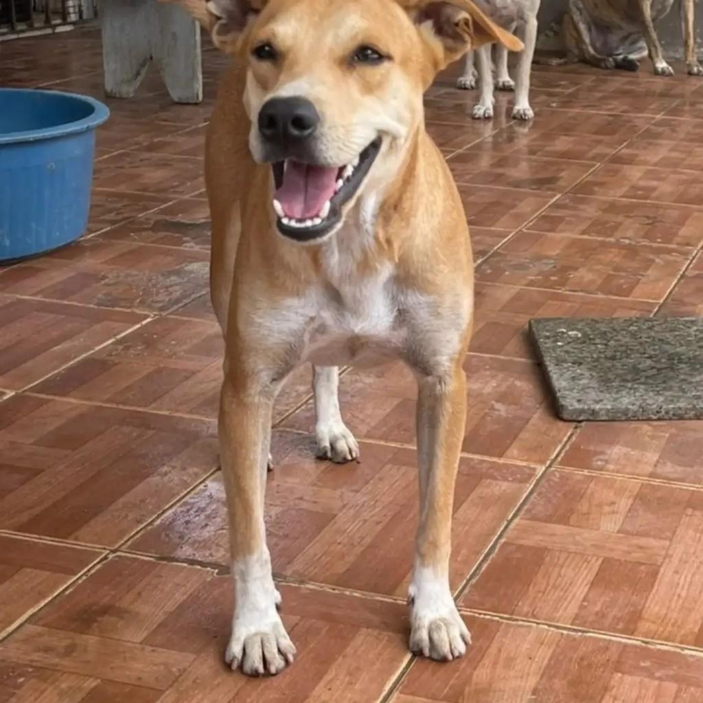 Glórinha, cadela de porte médio para adoção em Nossa Senhora da Glória - SE