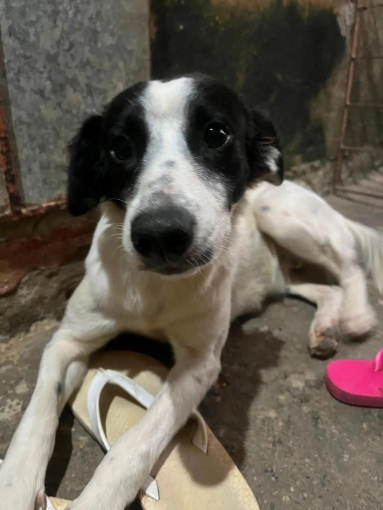 Flor, cadela de porte médio para adoção em Aracaju - SE