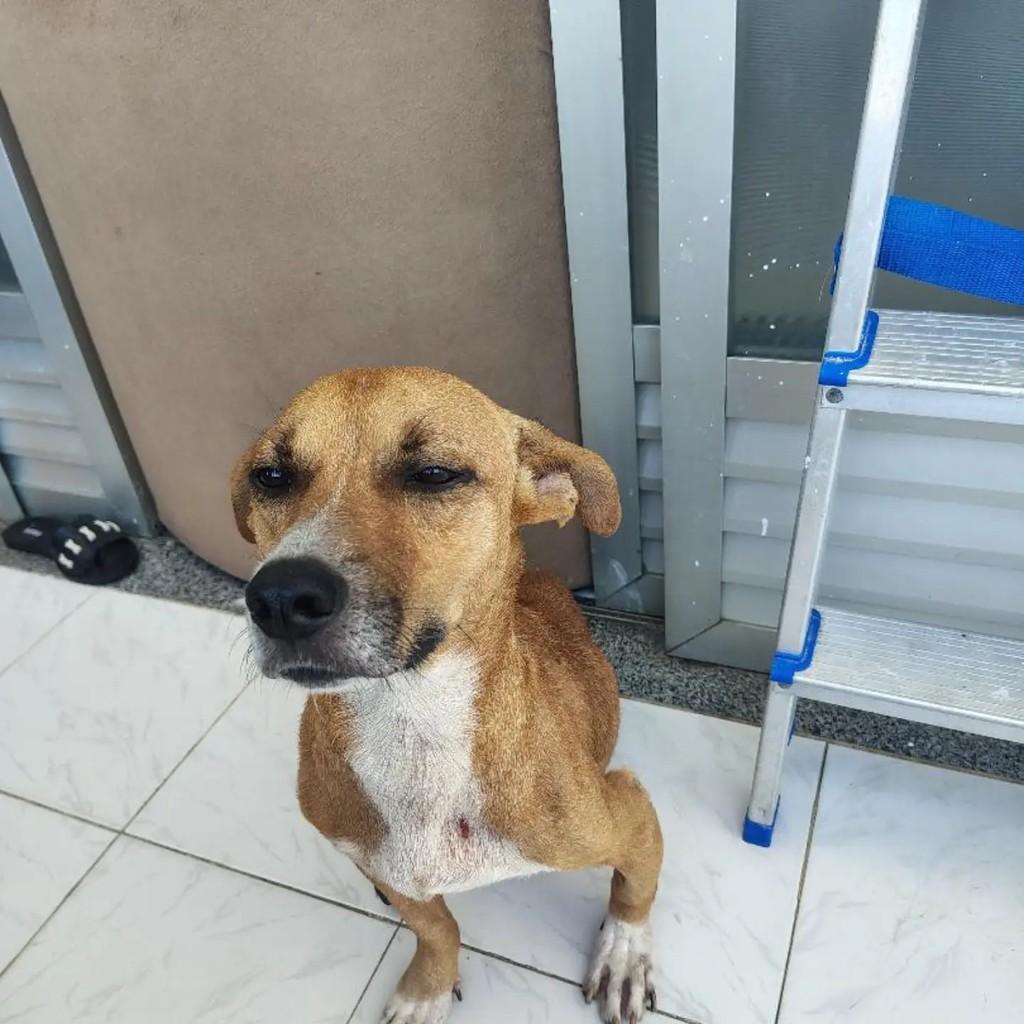 Zico, cachorro de porte médio para adoção em Aracaju - SE