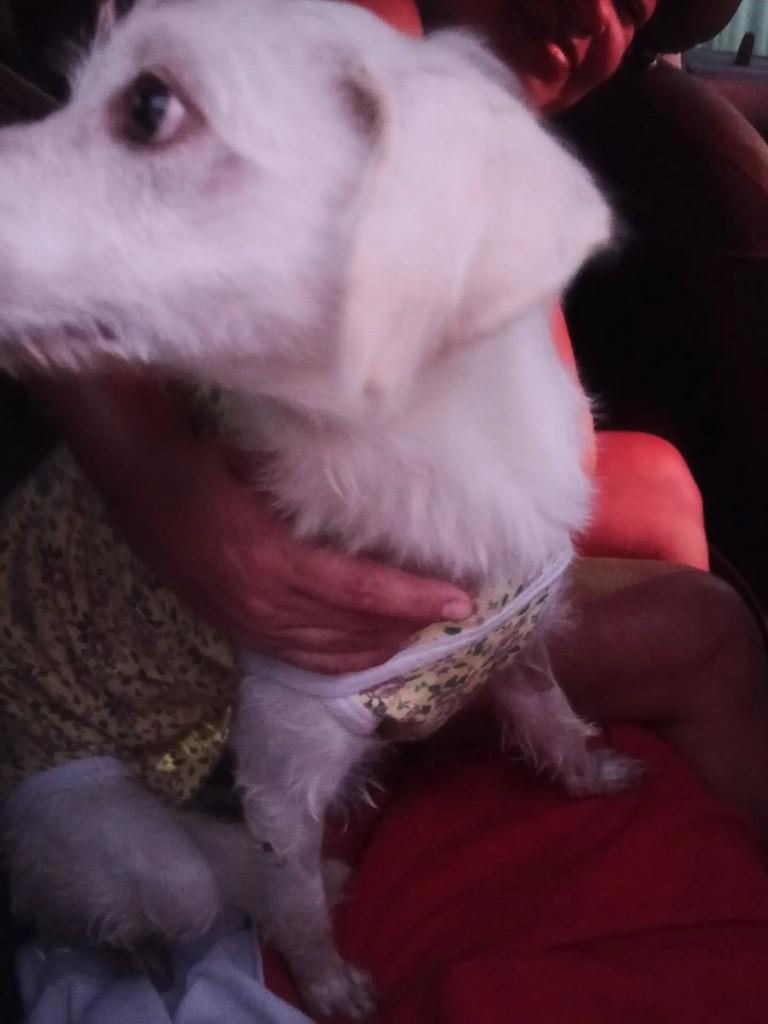 Belinha, cachorro de porte médio para adoção em Aracaju - SE