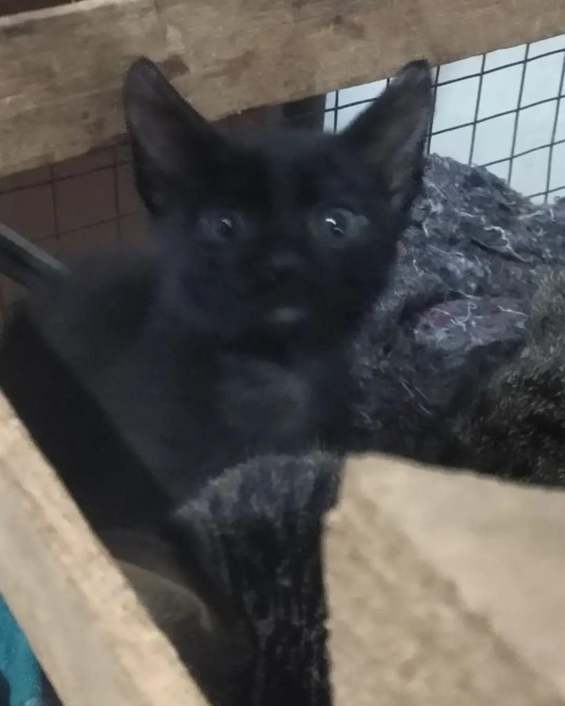 Cowboy, gato de porte pequeno para adoção em Catanduva - SP