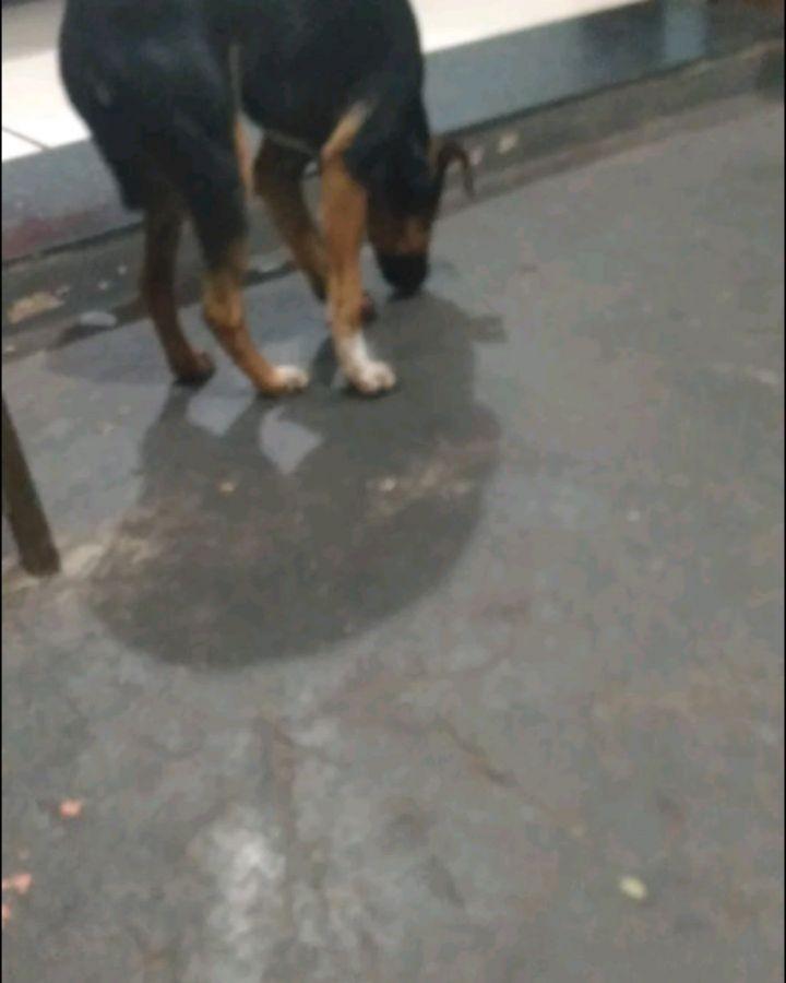 Marcos, cachorro de porte pequeno para adoção em Catanduva - SP