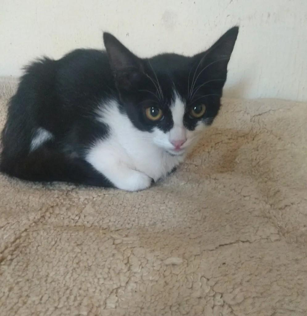 Salvador, gato de porte pequeno para adoção em Catanduva - SP