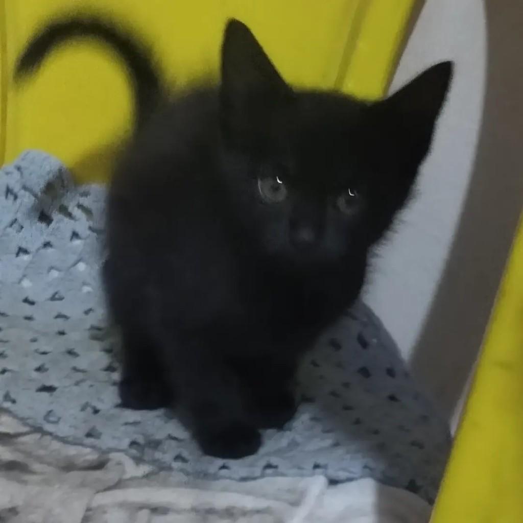 Marcos, gato de porte pequeno para adoção em Catanduva - SP