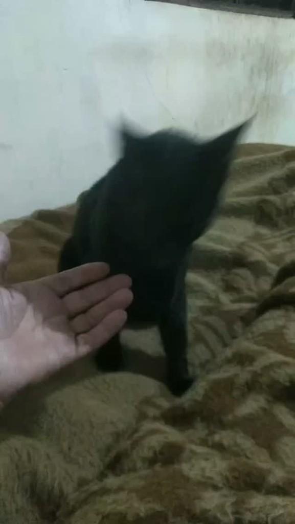 Drika, gato de porte médio para adoção em Catanduva - SP