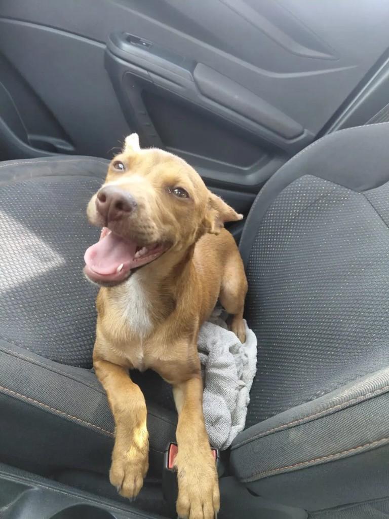 Liliane, cadela de porte pequeno para adoção em Catanduva - SP