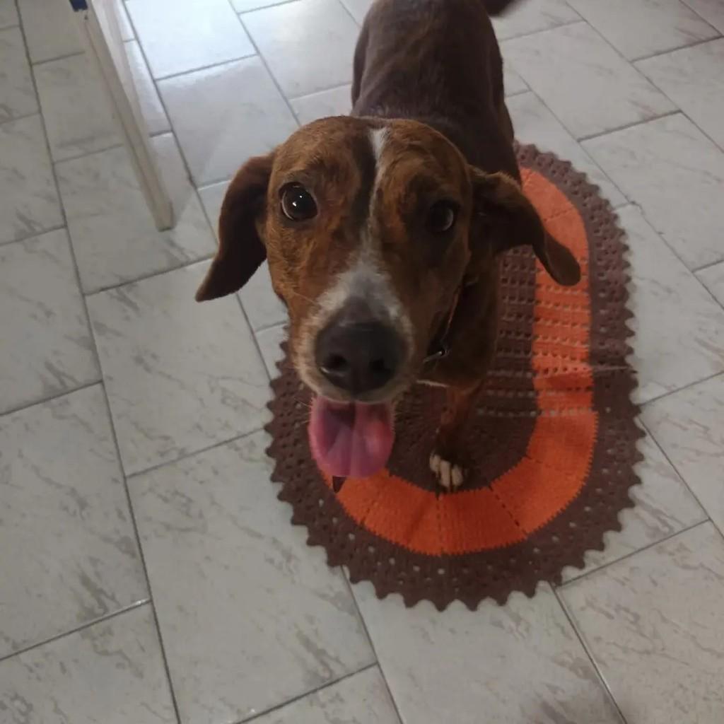 Anahy, cadela de porte médio para adoção em Catanduva - SP