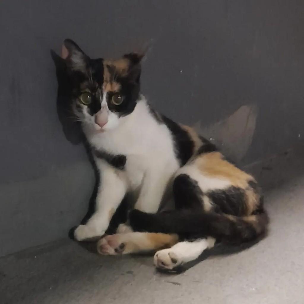 Sol, gata de porte pequeno para adoção em Catanduva - SP