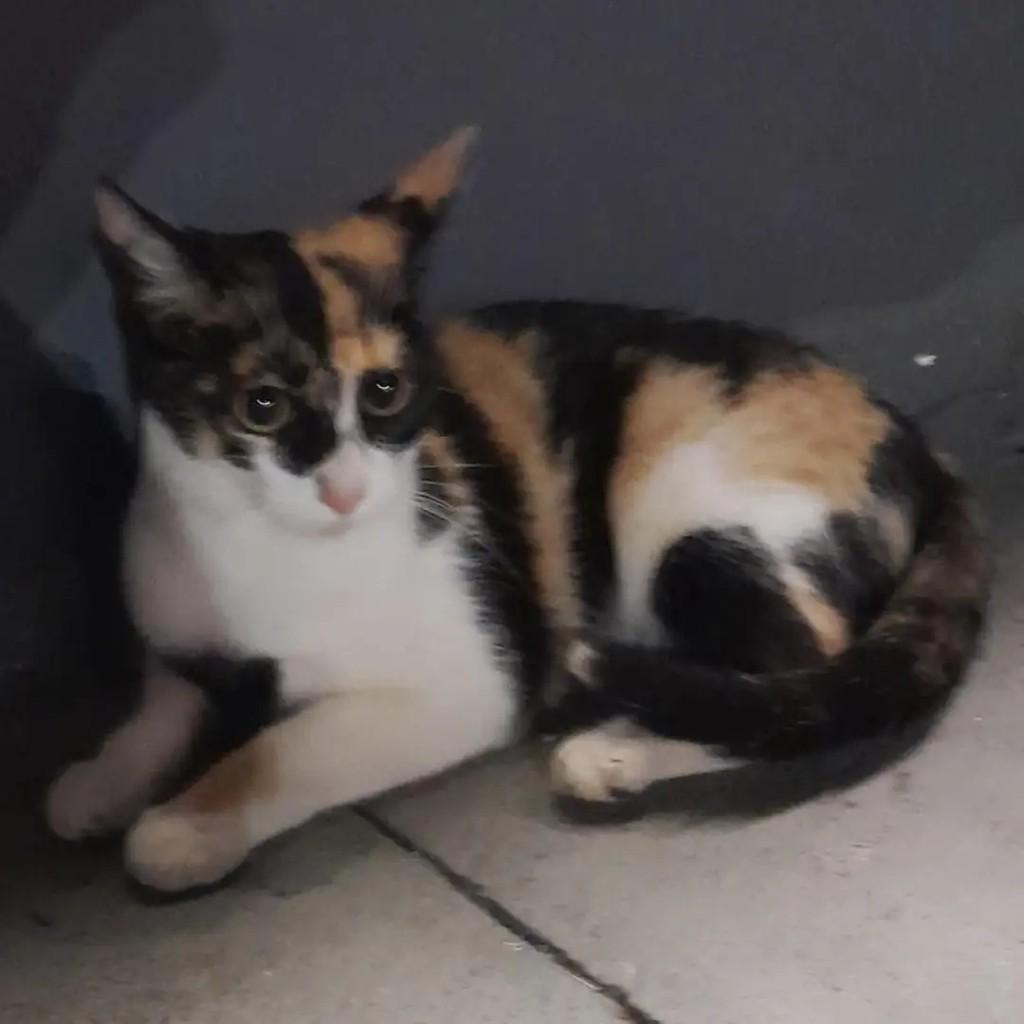 Sol, gata de porte pequeno para adoção em Catanduva - SP — foto 2 de 2