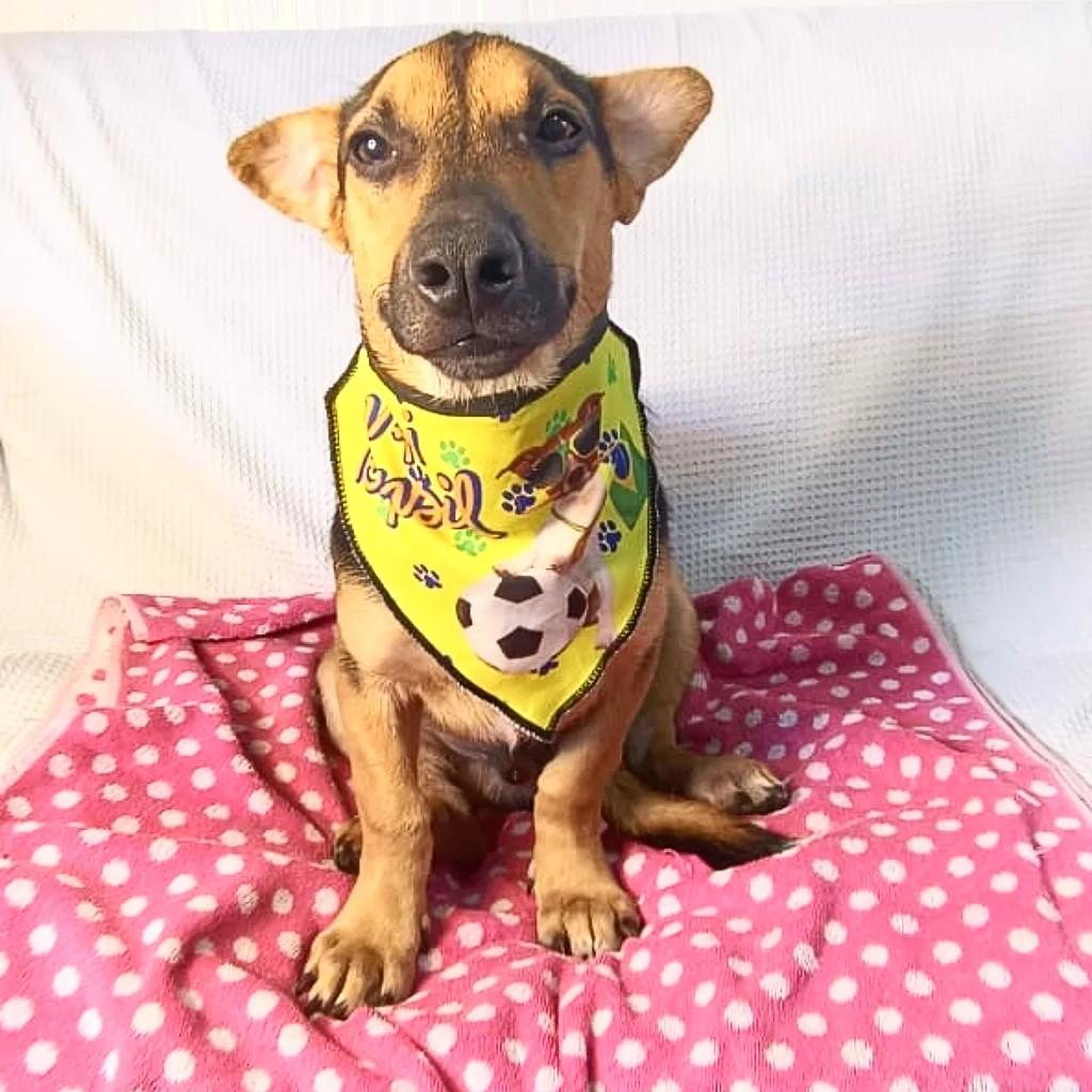 Apolo, cachorro de porte pequeno para adoção em Porto Alegre - RS