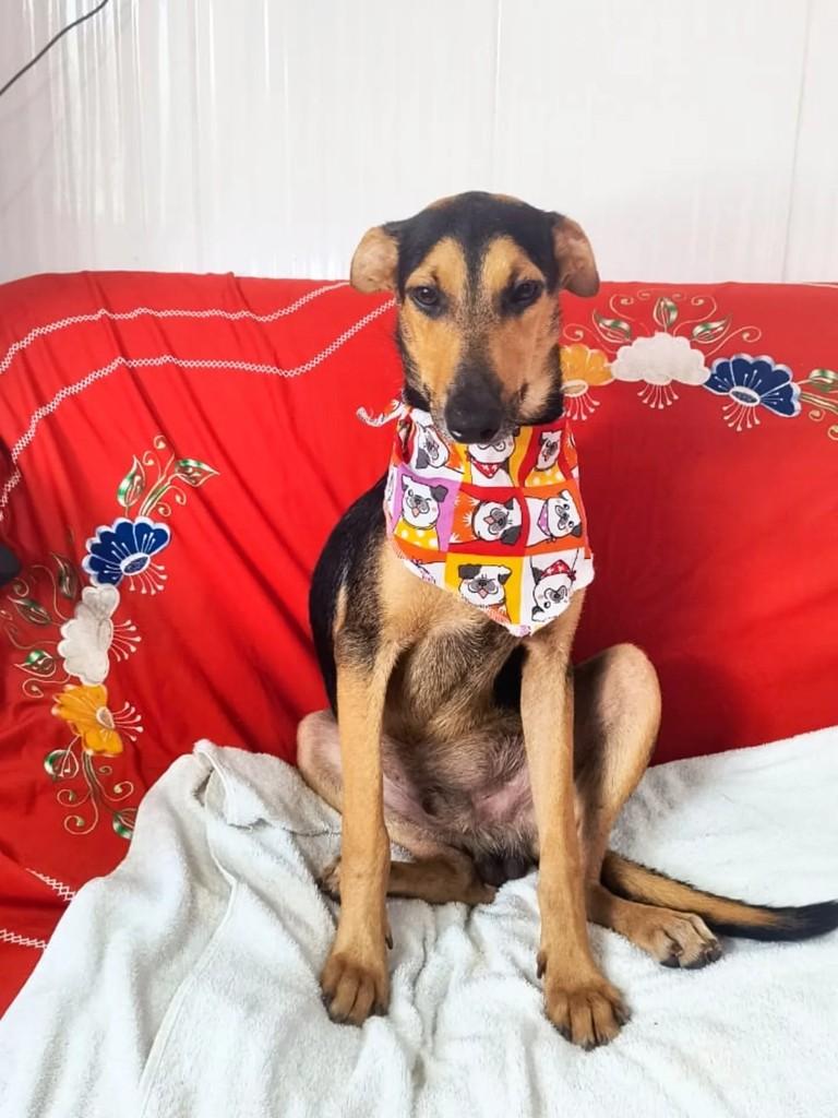 Zeus, cachorro de porte médio para adoção em Porto Alegre - RS