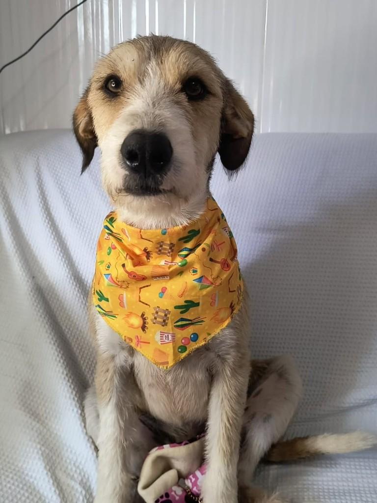 Lui, cachorro de porte médio para adoção em Cachoeirinha - RS