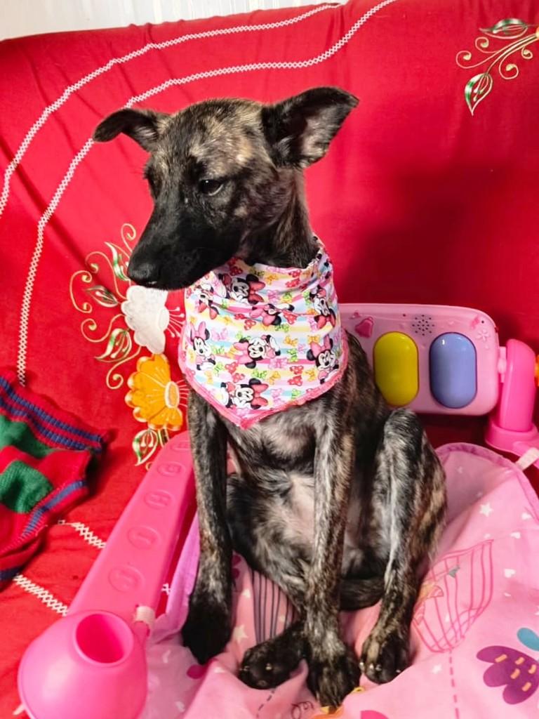 Tigresa, cadela de porte pequeno para adoção em Cachoeirinha - RS