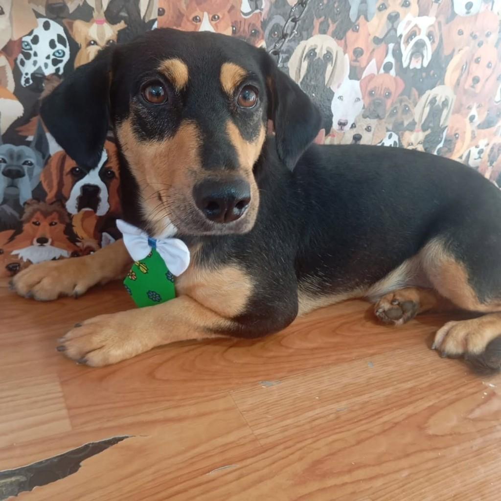 Bidú, cachorro de porte médio para adoção em Cachoeirinha - RS
