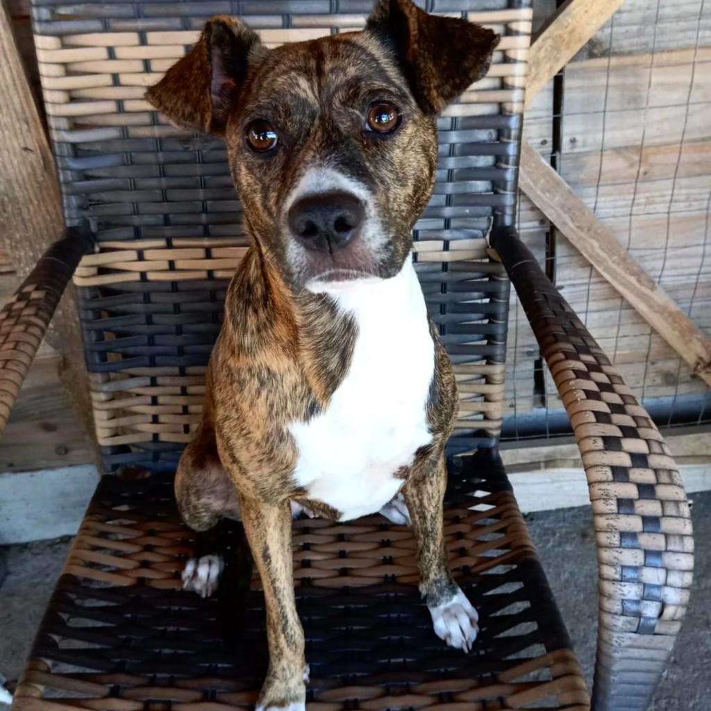 Leona, cachorro de porte médio para adoção em Porto Alegre - RS
