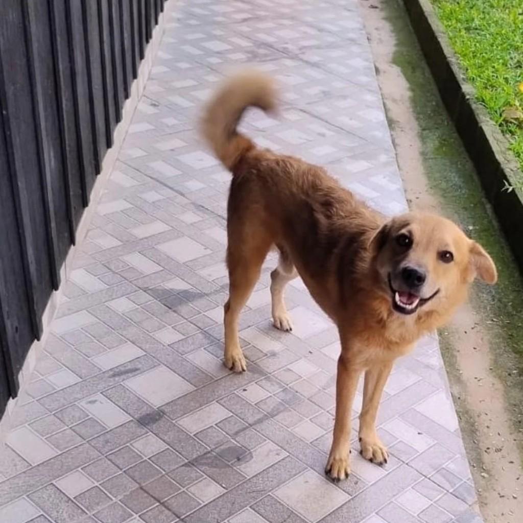 Spike, cachorro de porte médio para adoção em Gravataí - RS