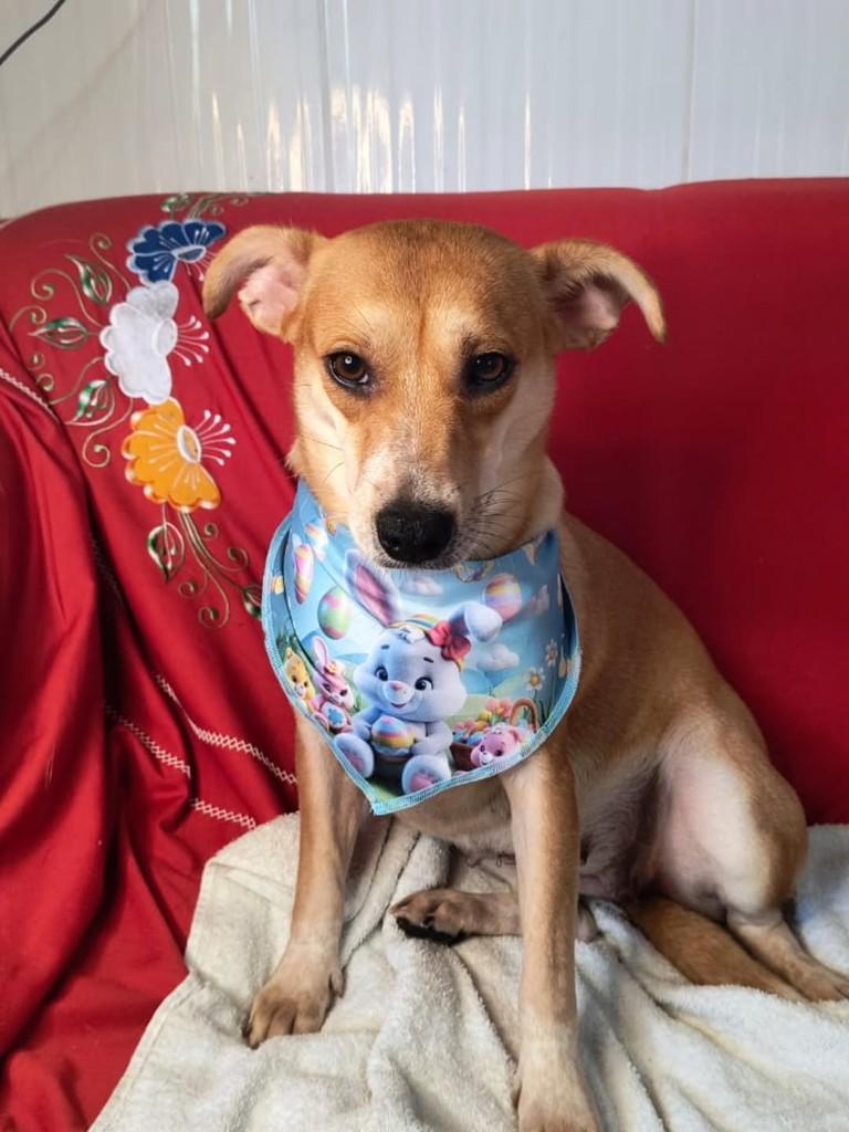 Lupita, cadela de porte pequeno para adoção em Cachoeirinha - RS