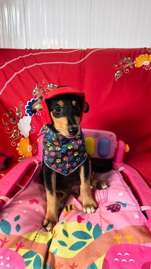Mickey, cachorro de porte médio para adoção em Porto Alegre - RS