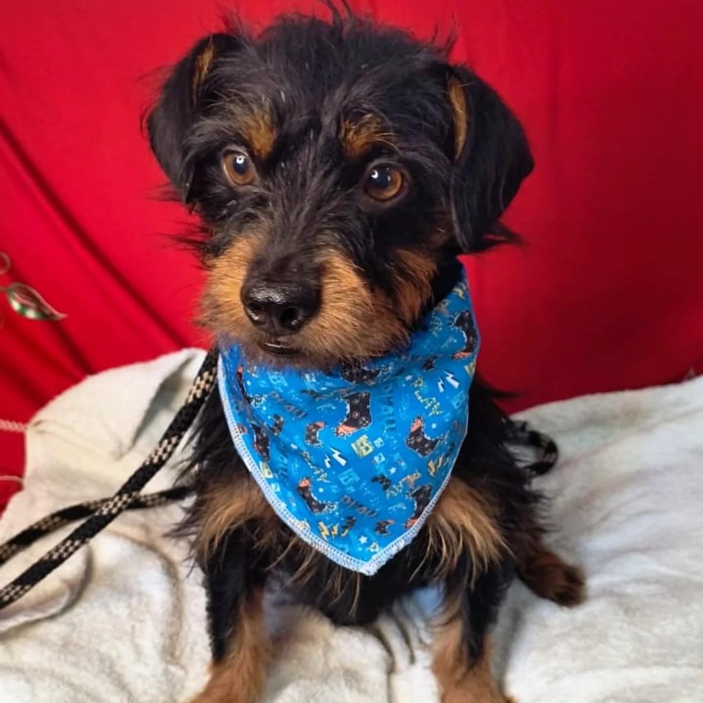 Teddy, cachorro de porte pequeno para adoção em Porto Alegre - RS