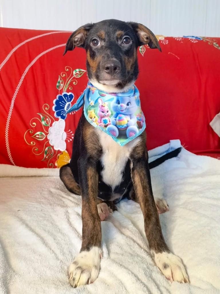 Mel, cadela de porte médio para adoção em Cachoeirinha - RS