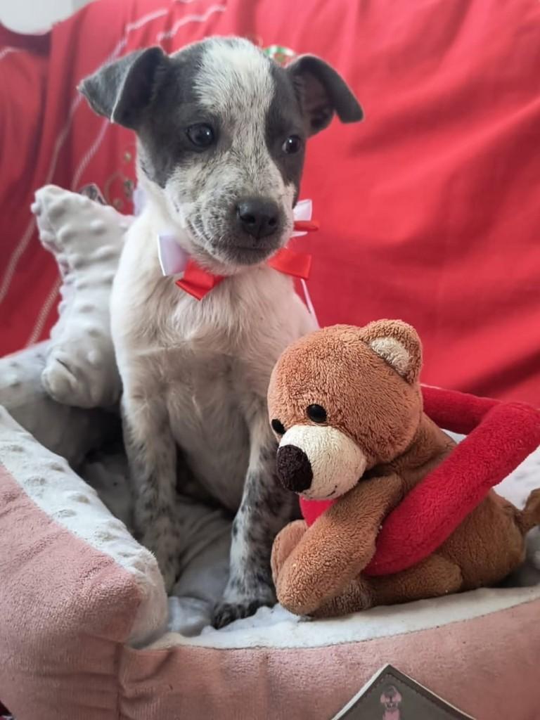 Lili, cadela de porte médio para adoção em Cachoeirinha - RS