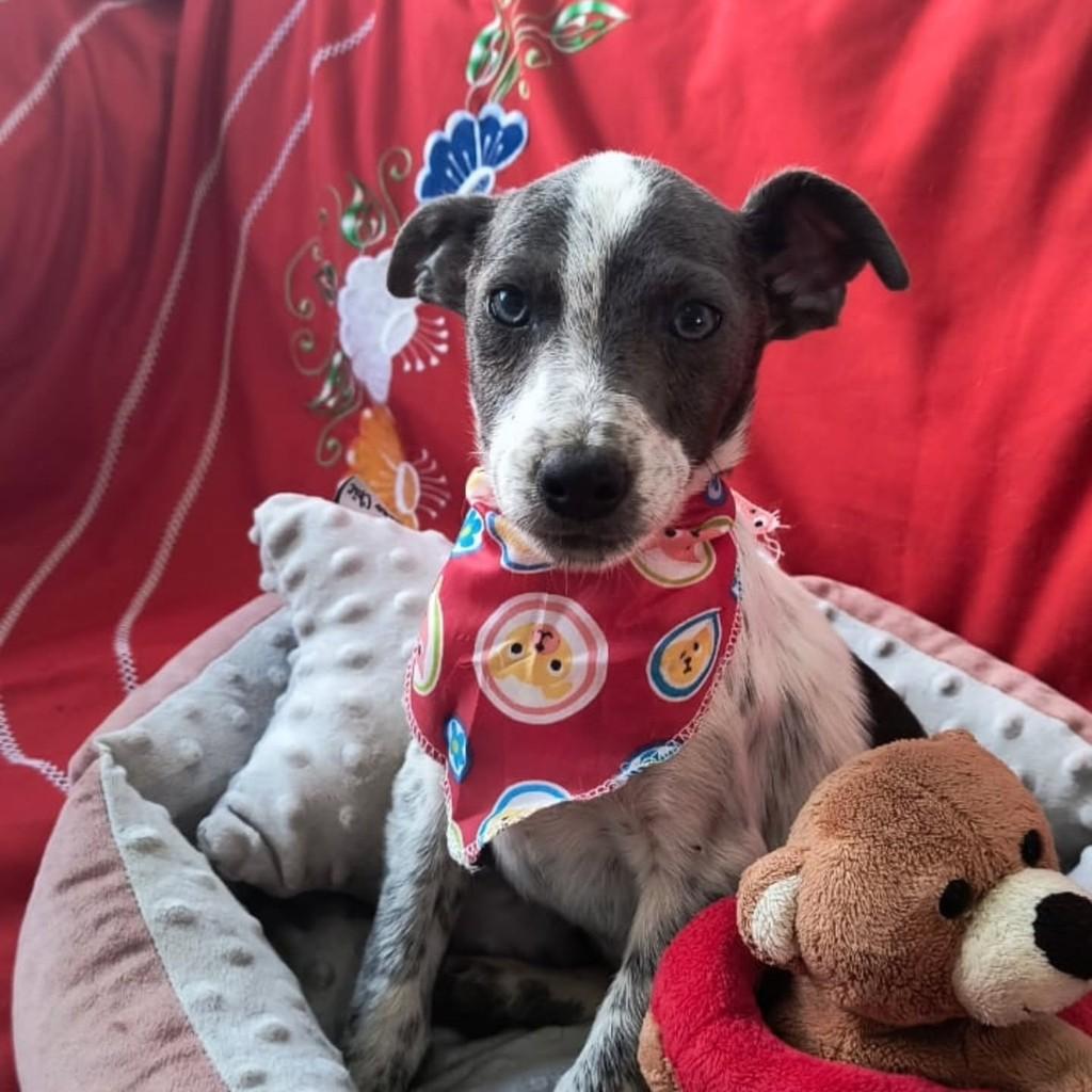 Raimundo, cachorro de porte médio para adoção em Cachoeirinha - RS