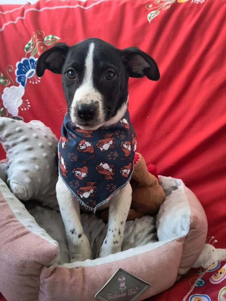 Zezé, cachorro de porte médio para adoção em Cachoeirinha - RS