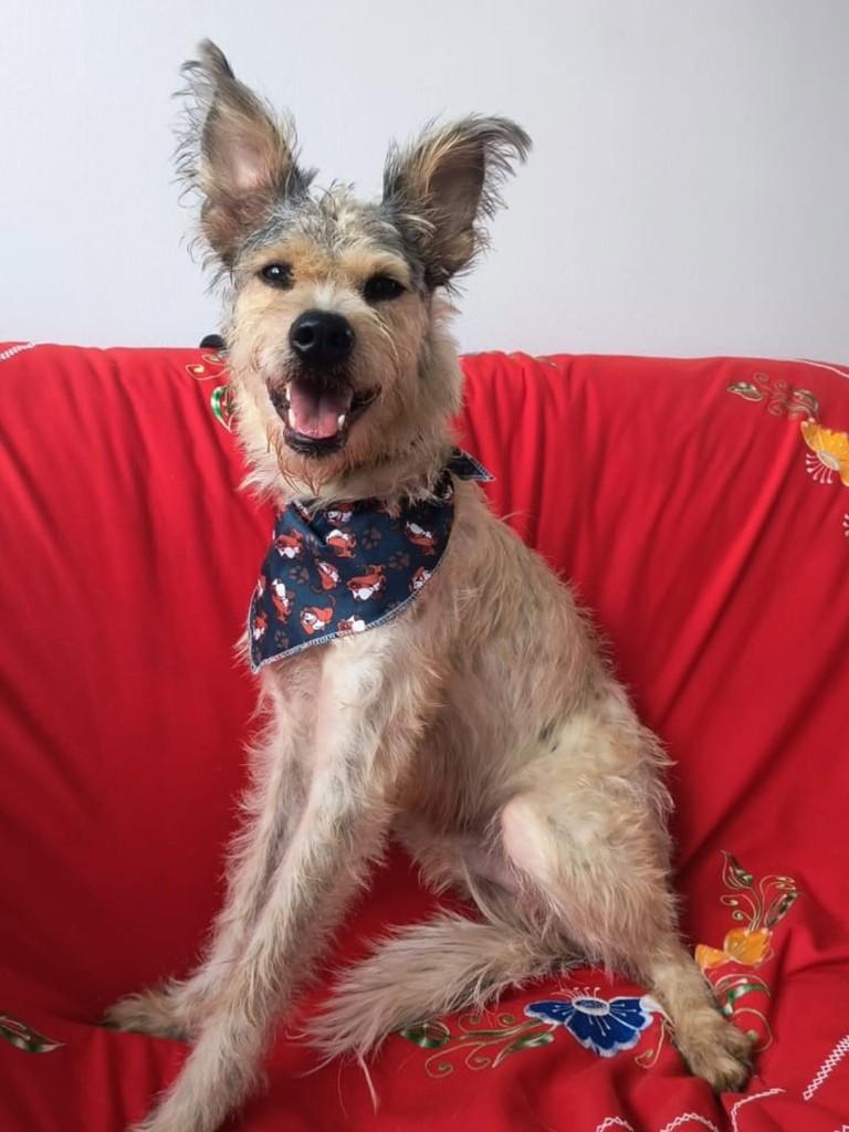 Pirata, cachorro de porte médio para adoção em Cachoeirinha - RS