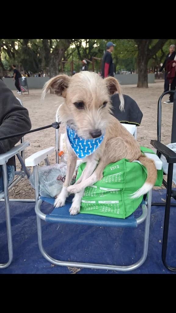 Nito, cachorro de porte pequeno para adoção em Porto Alegre - RS