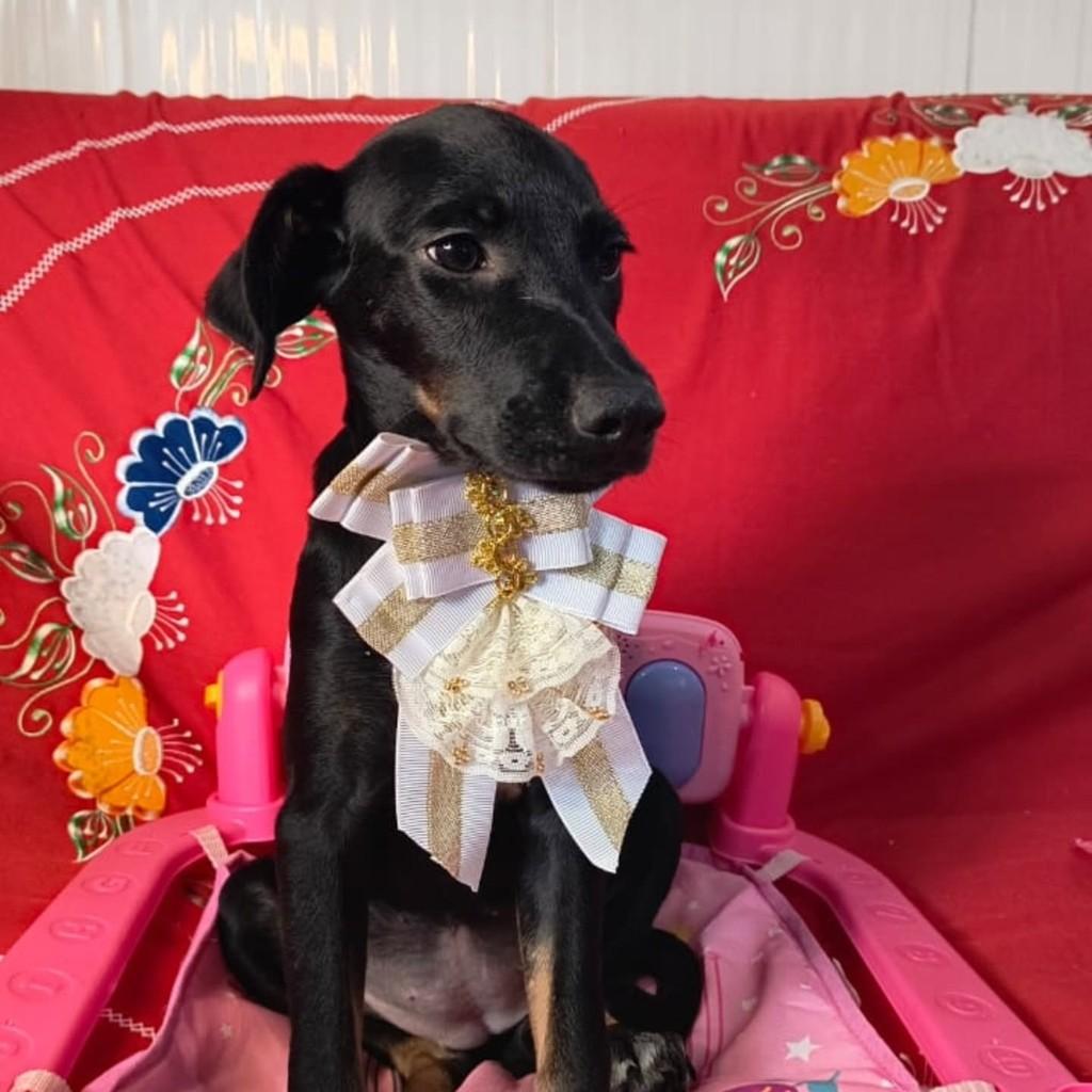 Jade, cadela de porte médio para adoção em Cachoeirinha - RS