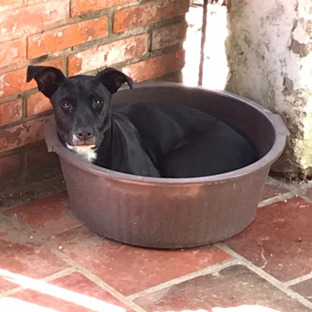 Luther, cachorro de porte médio para adoção em Cachoeirinha - RS