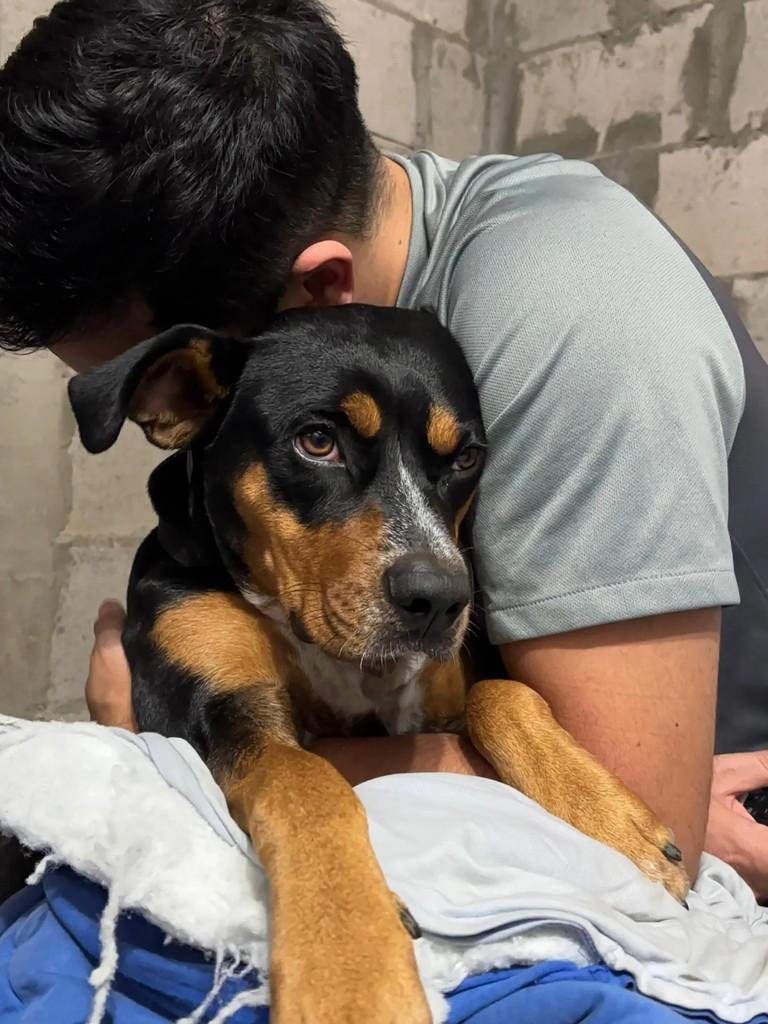 Esperança, cadela de porte médio para adoção em Cachoeirinha - RS
