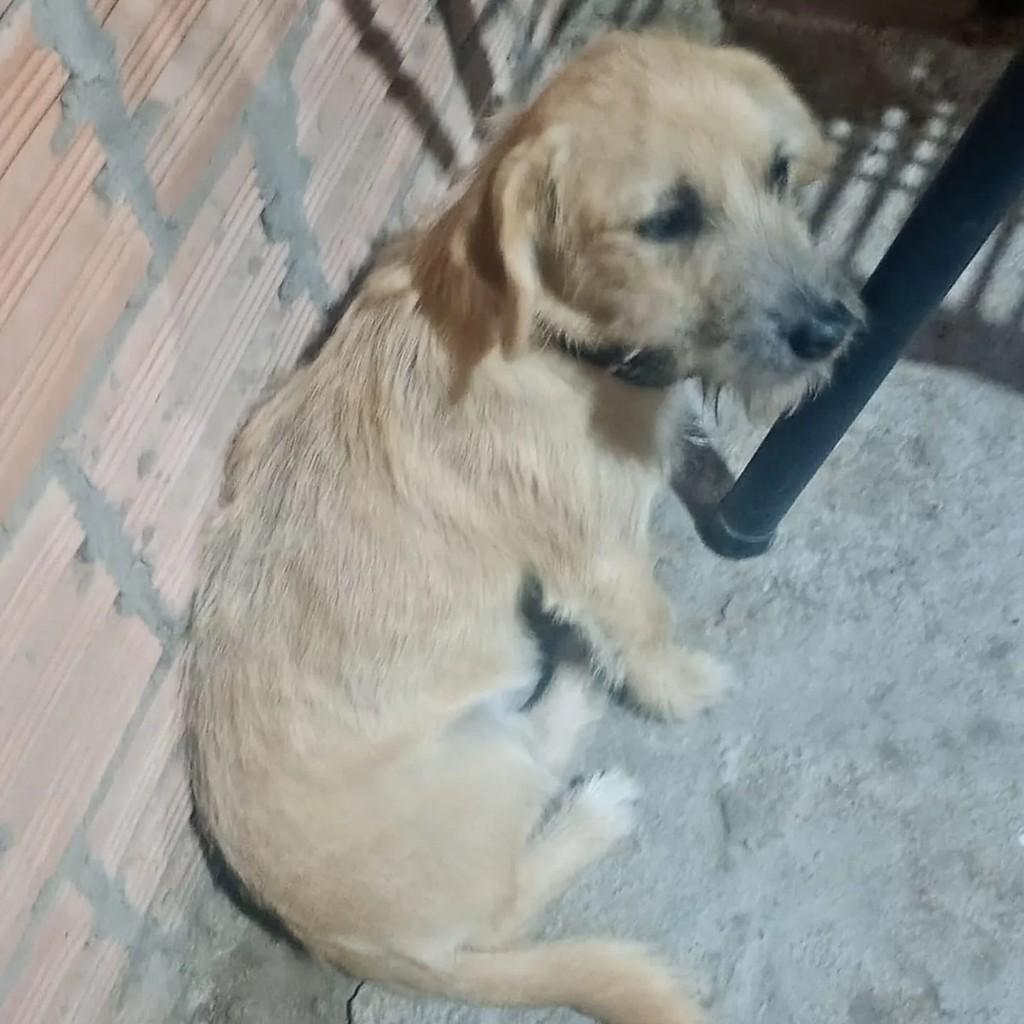 Xuxa, cadela de porte pequeno para adoção em Cachoeirinha - RS