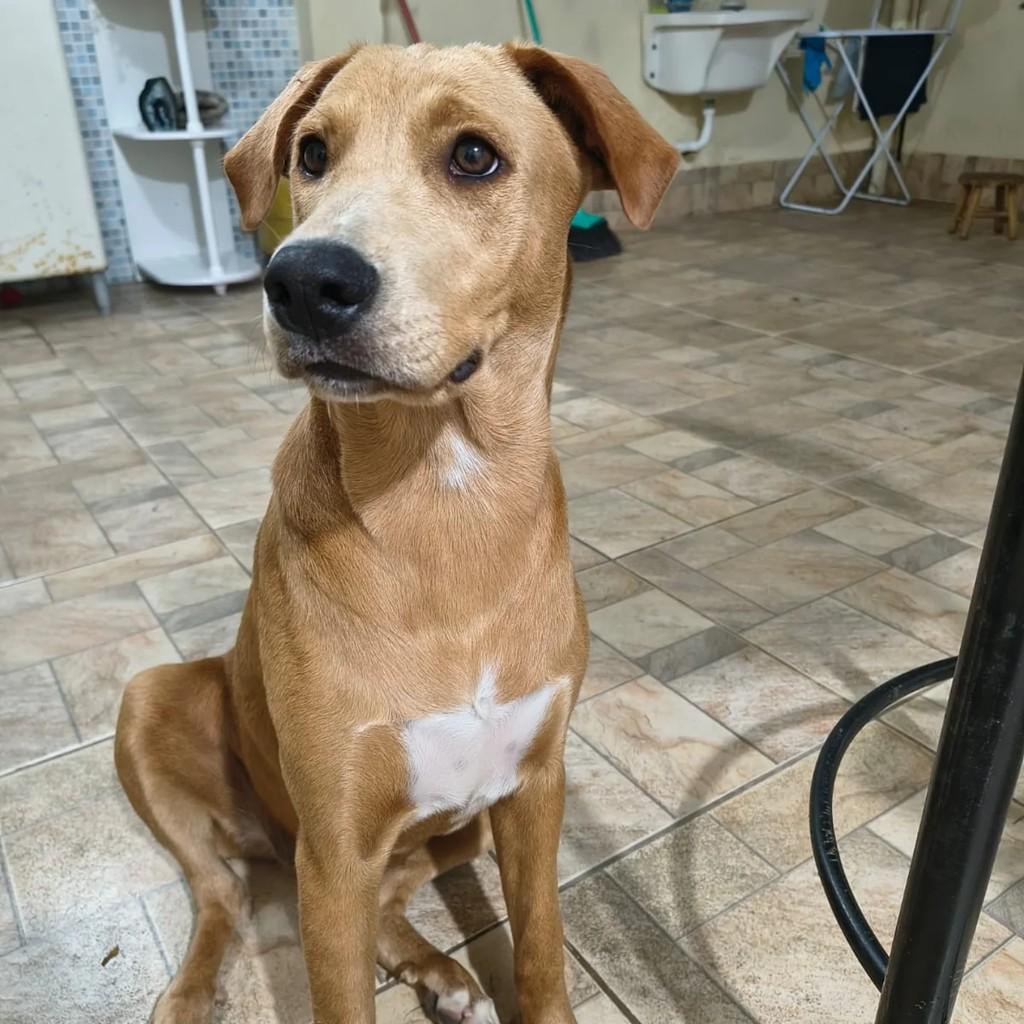 Lua, cachorro de porte grande para adoção em Cachoeirinha - RS